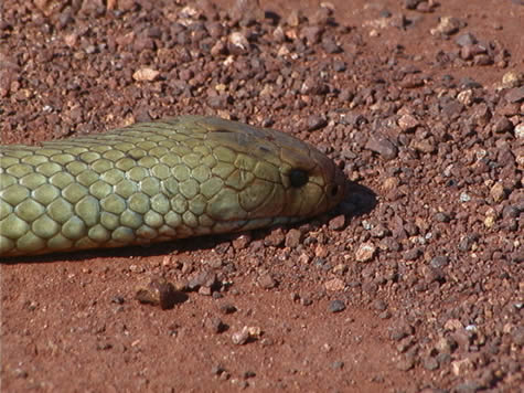 Both are common in Australia. dead_snake.jpg. Will a snake chase you?