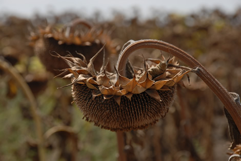 sunflower_dried.jpg