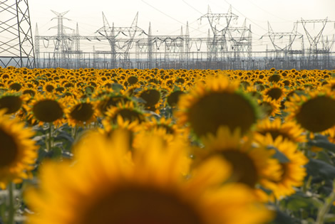 sunflowers_pylons.jpg