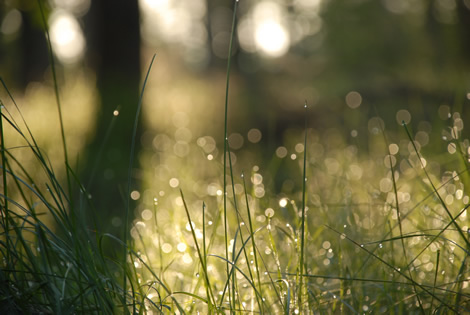 wet_grass_morning.jpg